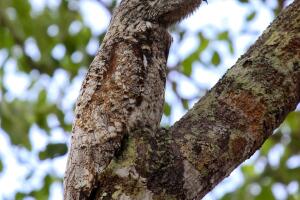 Rare Great potoo hardly to differ of the tree trunk, perfect camouflage