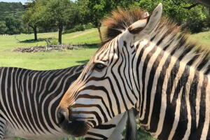 FOSSIL RIM 7.jpeg