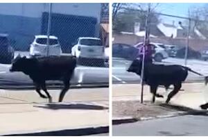 Vaca se escapa de un matadero y corre por las calles de Brooklyn