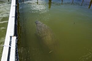 OVERSEAS-GUADELOUPE-ANIMAL-CONSERVATION