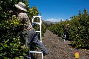 A farmworker picks lemons at an orchard in Mesa, California