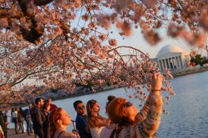 Washington Cherry Blossoms