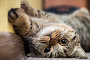 Pequeño gato mirando al revés