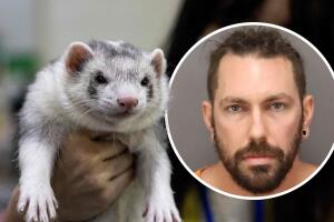 El uso de mascotas como señuelo representa una táctica clásica de depredadores sexuales que las autoridades advierten debe ser vigilada por los padres.