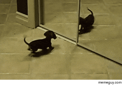 Perritu frente al espejo