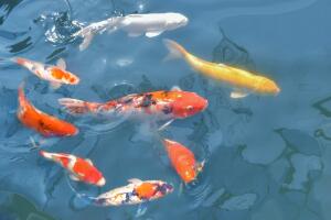 peces-koi-carpas-acuario.jpg