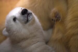 GERMANY-ANIMALS-POLAR-BEAR