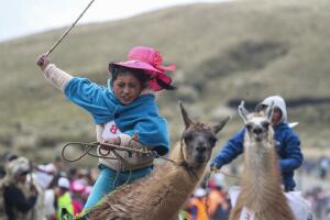 APTOPIX Ecuador Llama Races