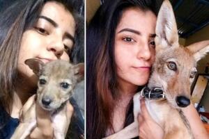 Una joven cuidó a un cachorro, hasta que se dio cuenta que era un coyote y llamó a las autoridades.