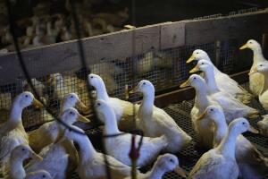 US Bird Flu-Duck Farm