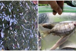 PECES MUERTOS/IMG_0689.JPG