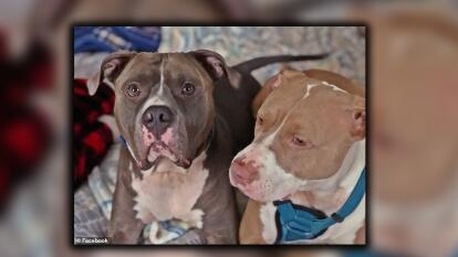 Tras 19 Cirugias Y 83 Dias En El Hospital Adolescente Atacada Por Dos Perros Pitbull Regresa A Casa Univision 34 Atlanta Wuvg Univision