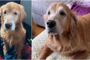 perro refugio nueva york