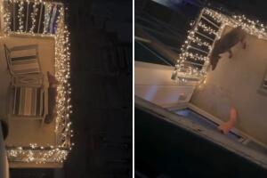 Indignación en Austin por video de presunto maltrato animal; autoridades ya investigan