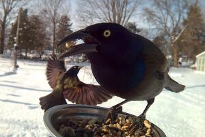 Grackle3.jpg