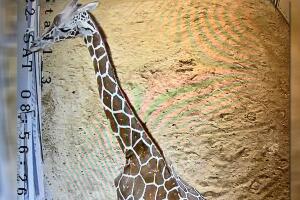 Zoológico Hogle de Utah 