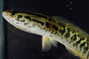 Landwalking "Snakehead" Fish Appears In Philadelphia
