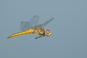 dragonfly.jpg
