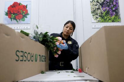 MIAMI, FLORIDA - FEBRUARY 12: Skarlette Zelada, U.S. Customs and Border Protection Agriculture Specialist, inspects flowers for foreign pests or diseases in the FedEx Cargo hub at Miami International Airport on February 12, 2025 in Miami, Florida. FedEx transfers millions of fresh flowers through the hub for Valentine's season by increasing air capacity from Colombia and Ecuador. They will transport over 2.2 million pounds of flowers from these countries in February. (Photo by Joe Raedle/Getty Images)
