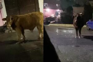 Toro estorba a chofer de Uber para llegar a su destino