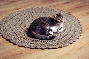 gatos-circulos.jpg