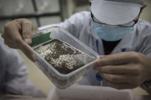 salud virus zika factoria china