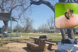 Richard Moya Park enjambre abejas siete personas parque Austin Texas