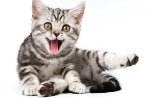 por-que-los-gatos-ronronean-1.jpg