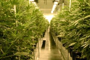 Marijuana Cultivation Center In Nevada Ramps Up Production As State Legalizes Recreation Use Of Weed