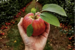 Terhune Orchards.png