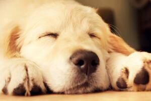 golden-retriever.jpg