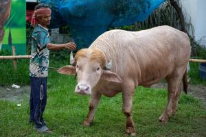 BANGLADESH-US-POLITICS-BUFFALO