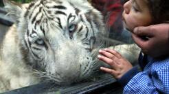 ¿Deben las ciudades cerrar sus zoológicos?