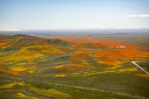 Rainy Winter Season Brings Abundance of Wildflowers and Poppies in Southern California’s Antelope Valley. Solar panels are in the background.
