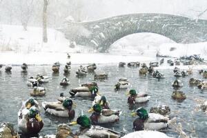 NY amanece totalmente blanca por tormenta de nieve