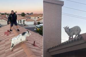 Bomberos rescatan a una cabra del techo de una casa en Glendale