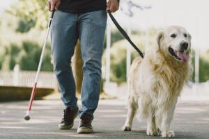  Aliados caninos: Así se preparan los perros que guían a personas con discapacidad visual