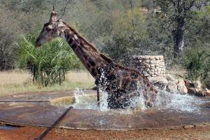 Ayudan a jirafa atascada