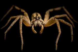 aranha-principal.jpg
