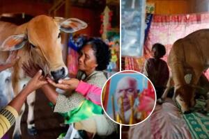 Mujer se casa con una vaca creyendo que es la reencarnación de su esposo