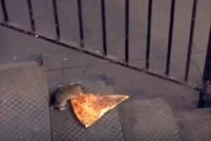 Pizza Rat
