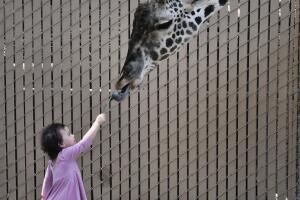 APTOPIX Baby Giraffe