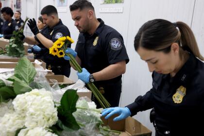 MIAMI, FLORIDA - FEBRUARY 12: (L-R) Christian Ruiz and Shirley Silva, U.S. Customs and Border Protection Agriculture Specialists, inspect flowers for foreign pests or diseases in the FedEx Cargo hub at Miami International Airport on February 12, 2025 in Miami, Florida. FedEx transfers millions of fresh flowers through the hub for Valentine's season by increasing air capacity from Colombia and Ecuador. They will transport over 2.2 million pounds of flowers from these countries in February. (Photo by Joe Raedle/Getty Images)