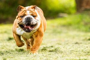 Bulldog ingles corriendo