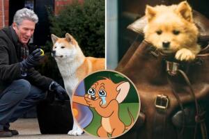 Hachiko estrenará su remake chino este 2024 en Latinoamérica