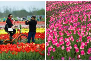 Una explosión de tulipanes viste de color Nueva York y Nueva Jersey
