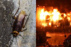 Por intentar matar una cucaracha, un hombre en Japón provocó una explosión en su departamento.