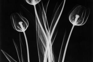 X-Ray Tulips On Black