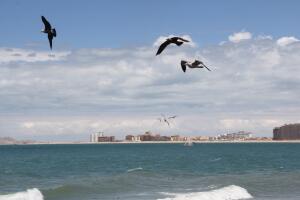 Puerto Peñasco: Destino playero cerca de Arizona