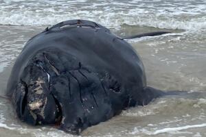FLORIDA-BALLENA